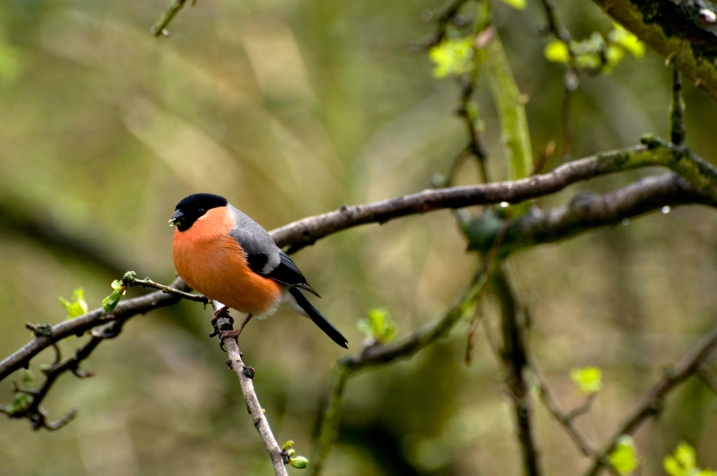 bullfinch